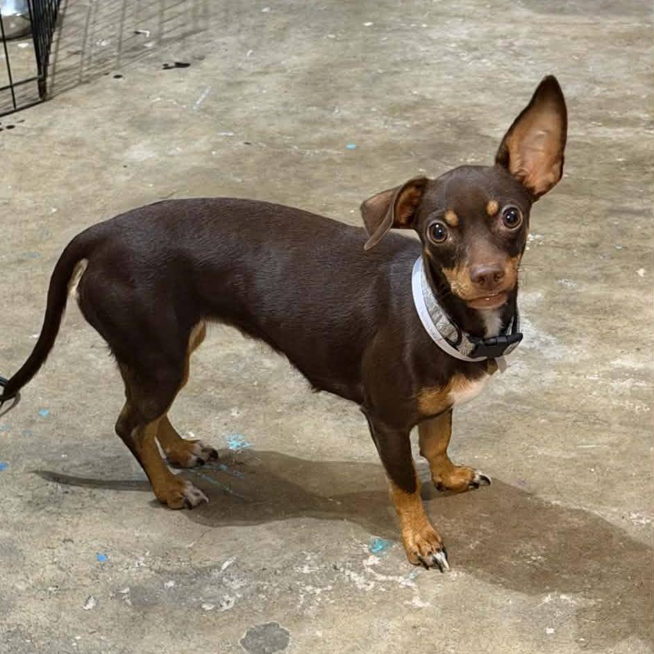 Enlarge Cora, a Adoptable Rat Terrier in Katy, TX image 2/2