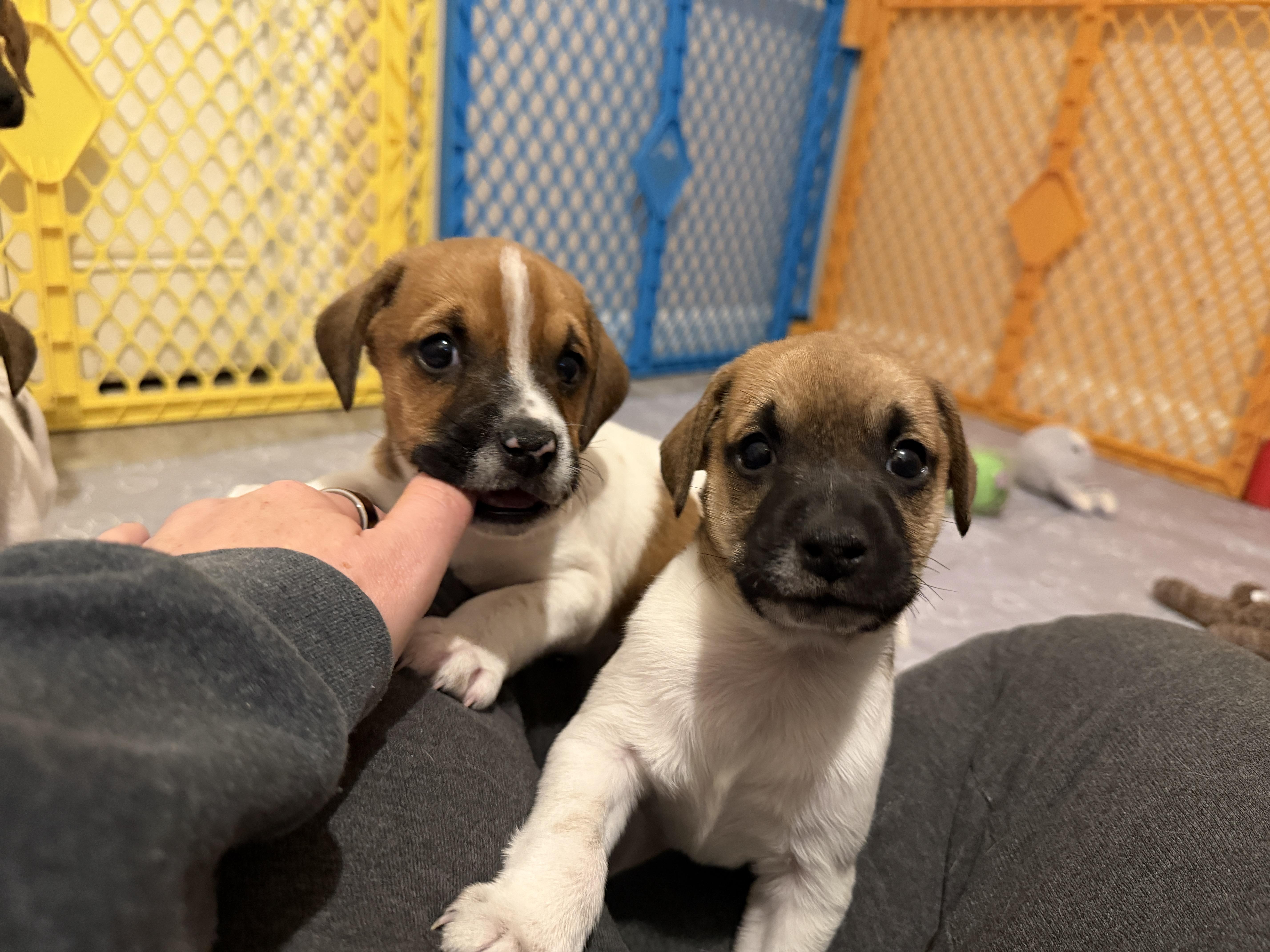 Drizzle, an adopted mixed breed in Jeffersonville, IN image 5/6