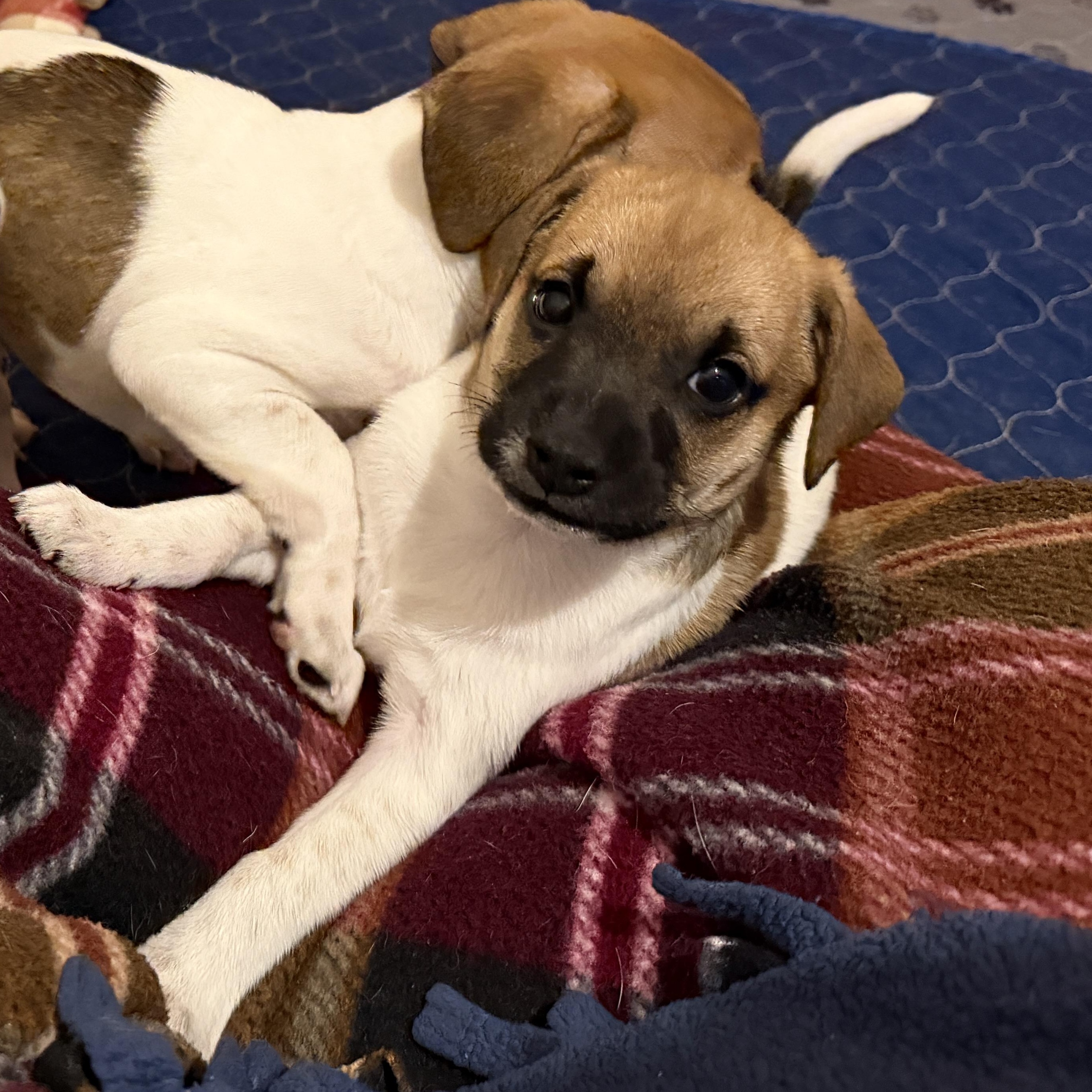 Drizzle, an adopted mixed breed in Jeffersonville, IN image 1/6
