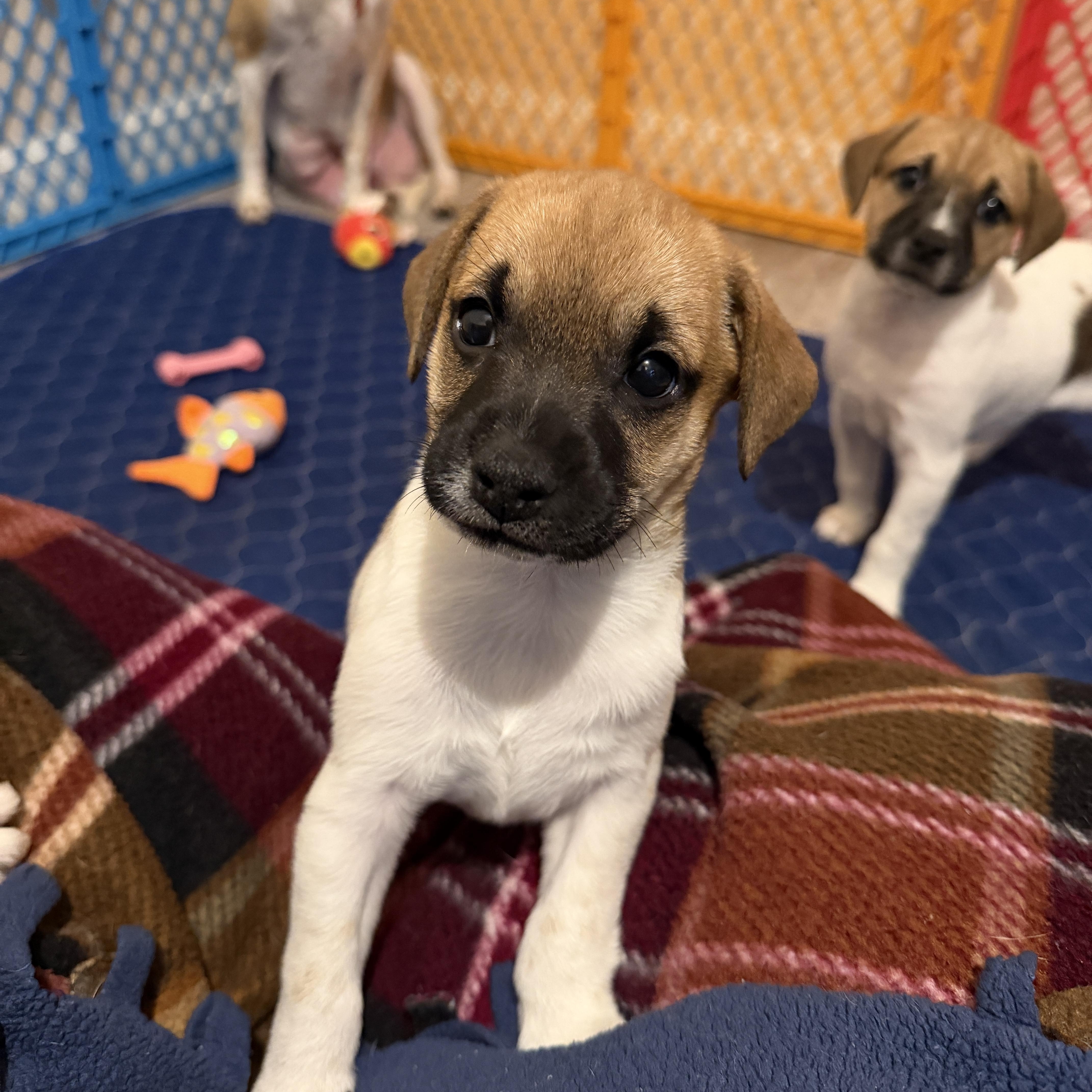 Drizzle, an adopted mixed breed in Jeffersonville, IN image 6/6