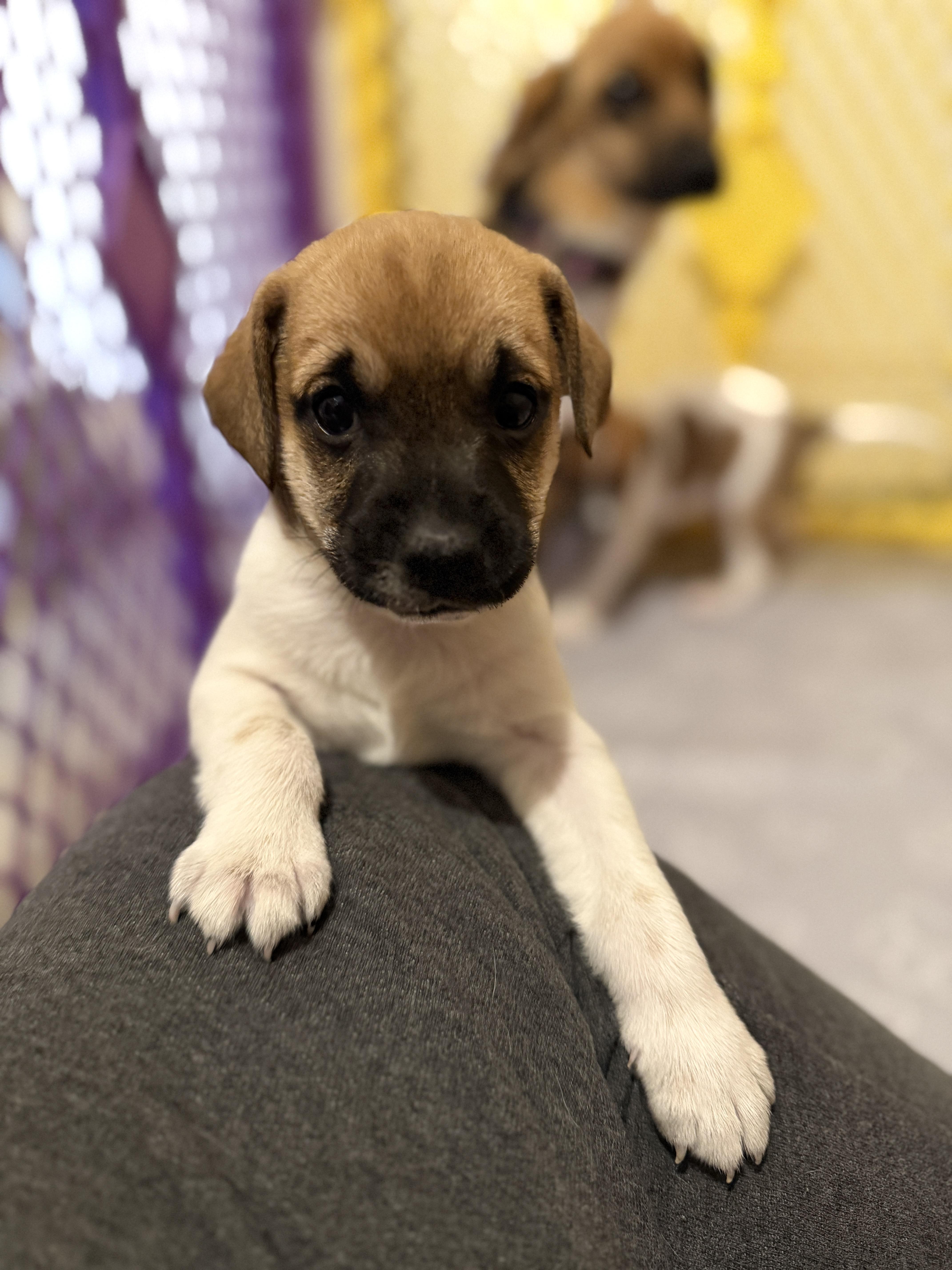 Drizzle, an adopted mixed breed in Jeffersonville, IN image 2/6