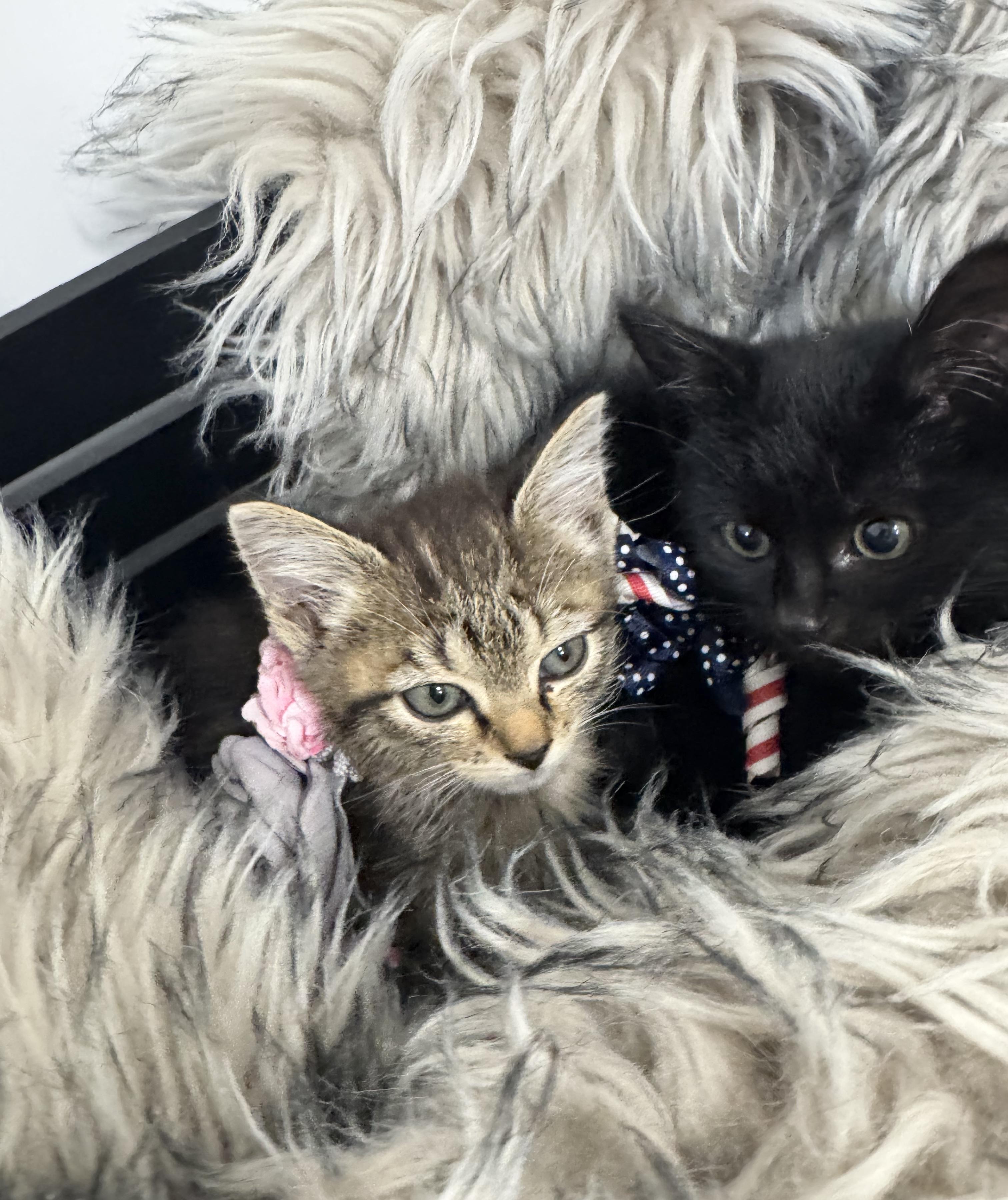 Wanda and Cosmo, a ADOPTABLE Domestic Short Hair in West Hartford , CT image 2/4