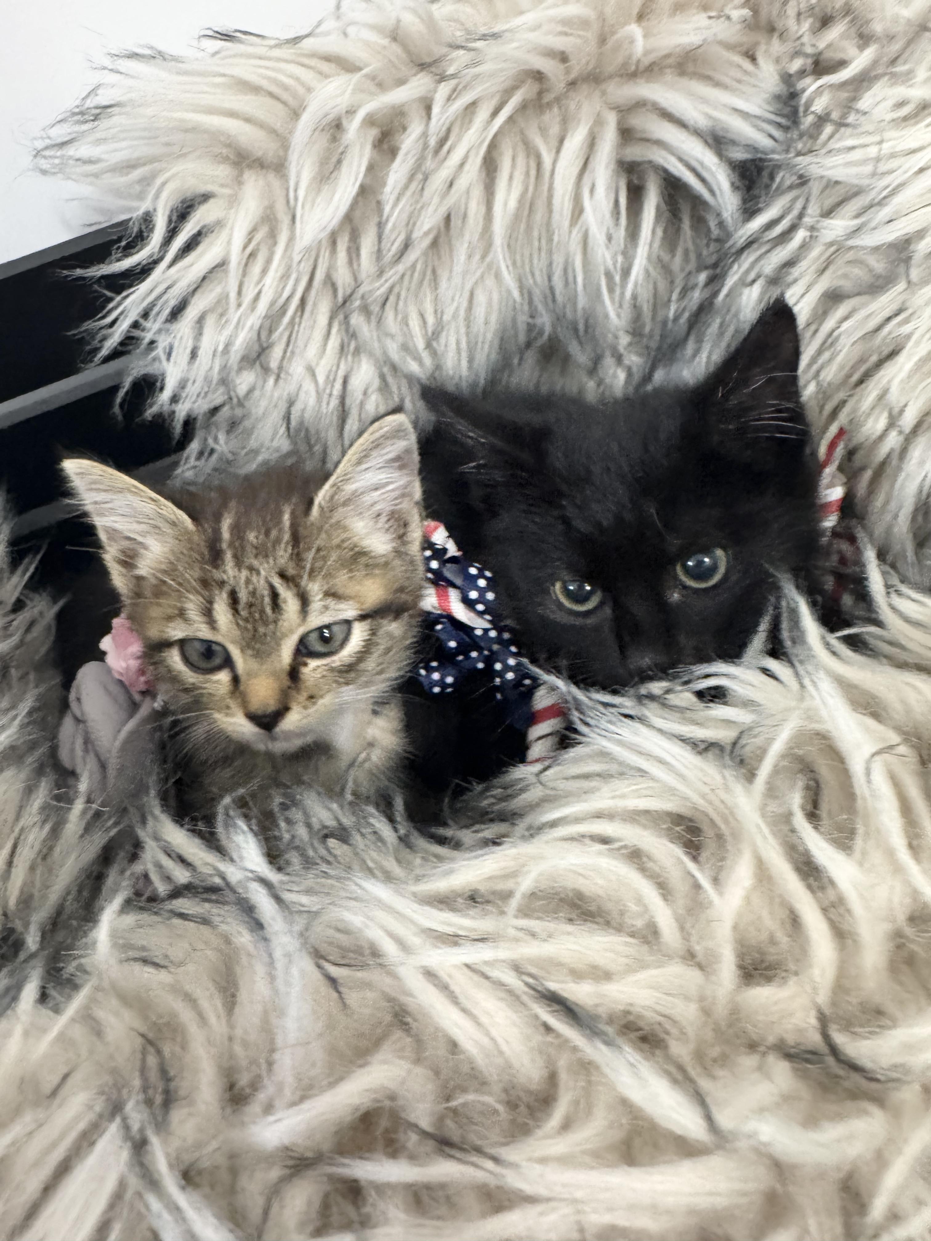 Wanda and Cosmo, a ADOPTABLE Domestic Short Hair in West Hartford , CT image 4/4