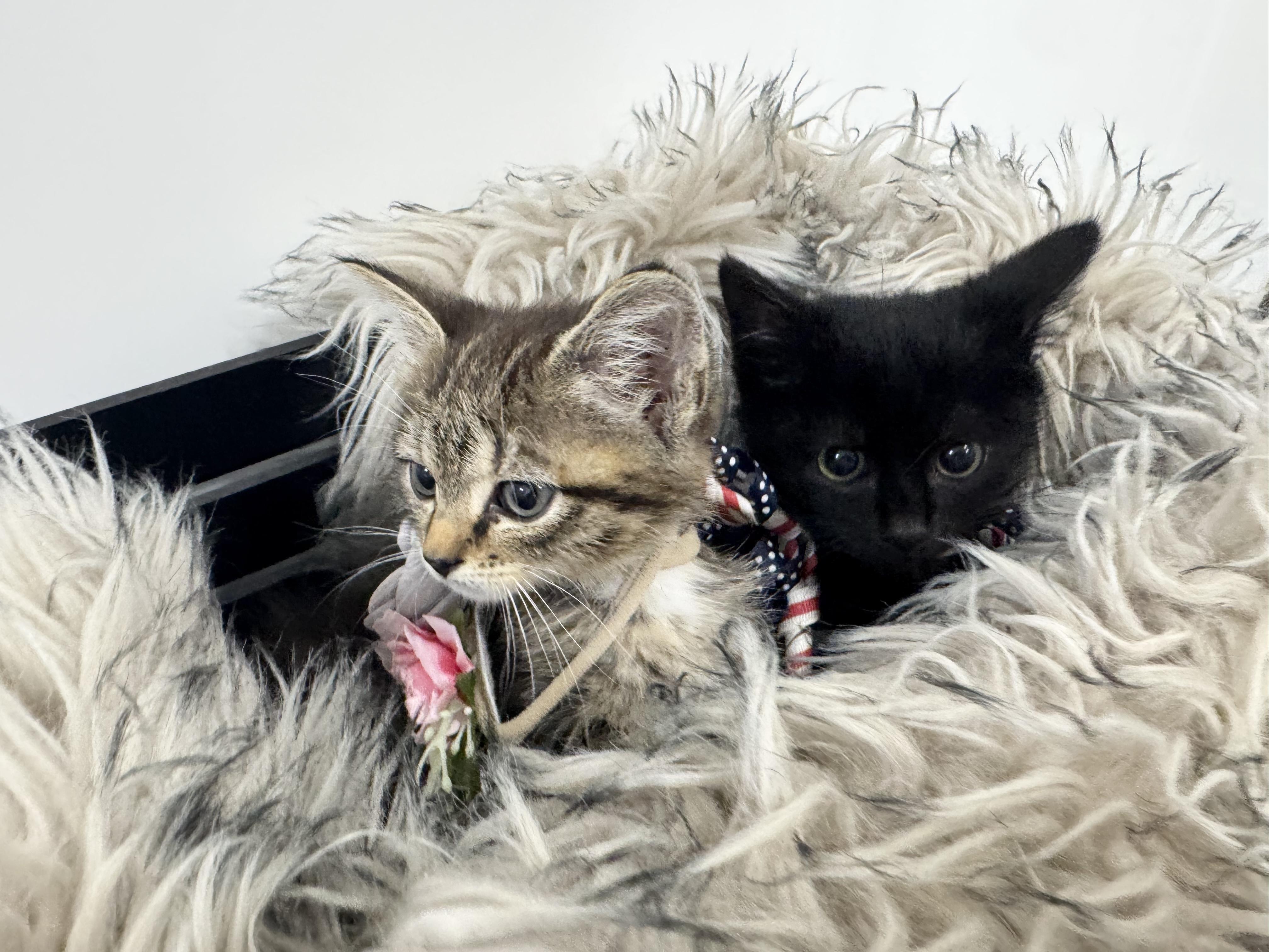 Wanda and Cosmo, a ADOPTABLE Domestic Short Hair in West Hartford , CT image 3/4