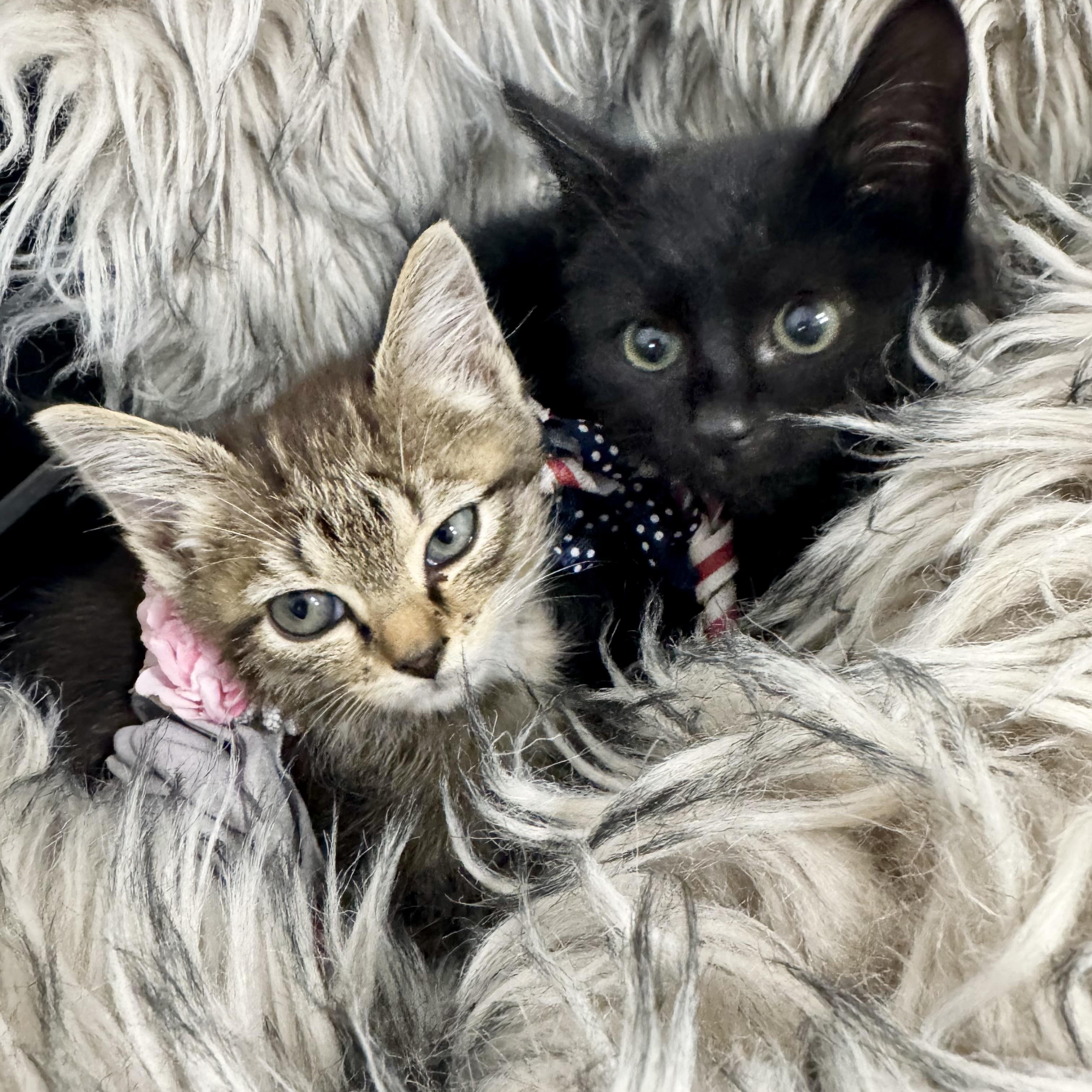 Wanda and Cosmo, ADOPTABLE, Kitten Female Domestic Short Hair.