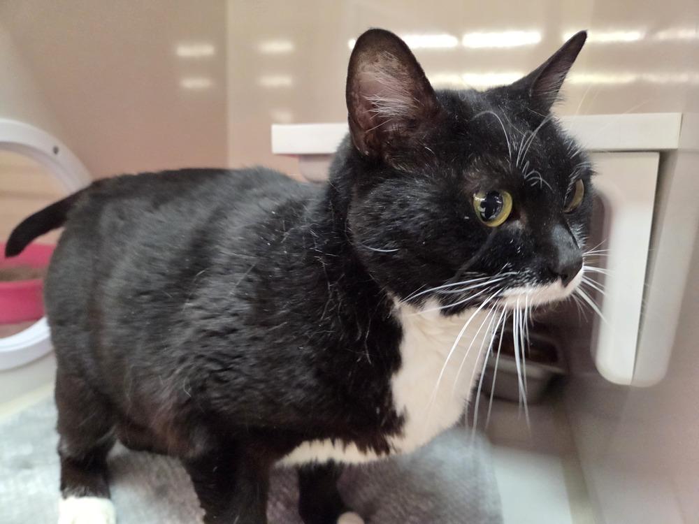 Enlarge Firefly, a Adoptable mixed breed in Grand Rapids, MI image 1/6