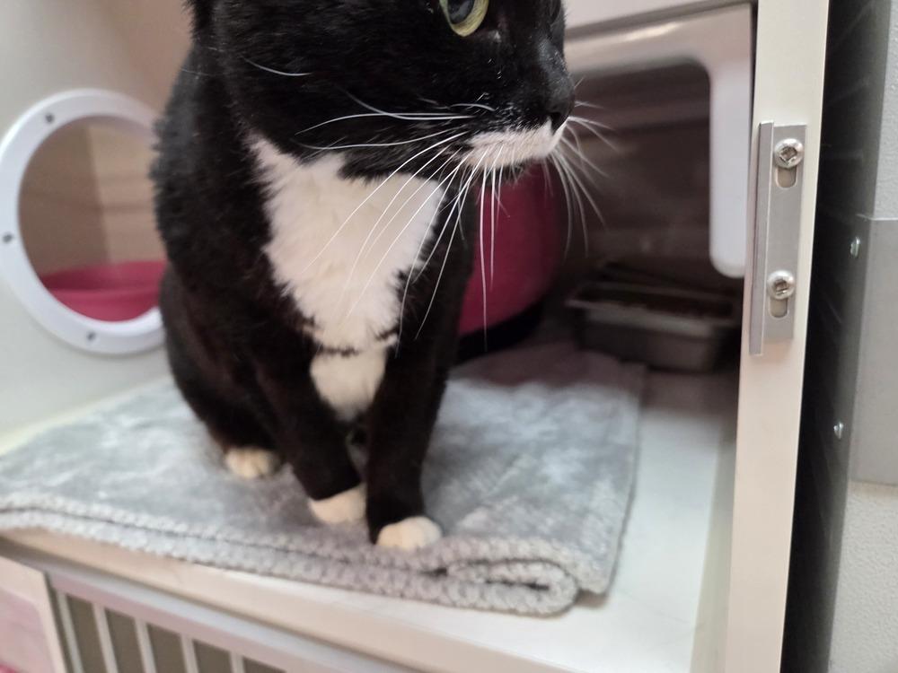 Enlarge Firefly, a Adoptable mixed breed in Grand Rapids, MI image 2/6