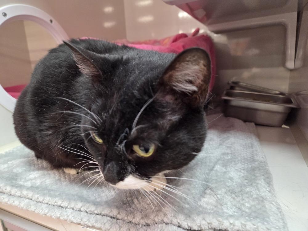 Enlarge Firefly, a Adoptable mixed breed in Grand Rapids, MI image 3/6