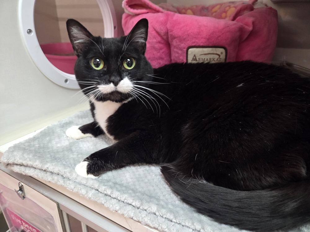 Enlarge Firefly, a Adoptable mixed breed in Grand Rapids, MI image 4/6