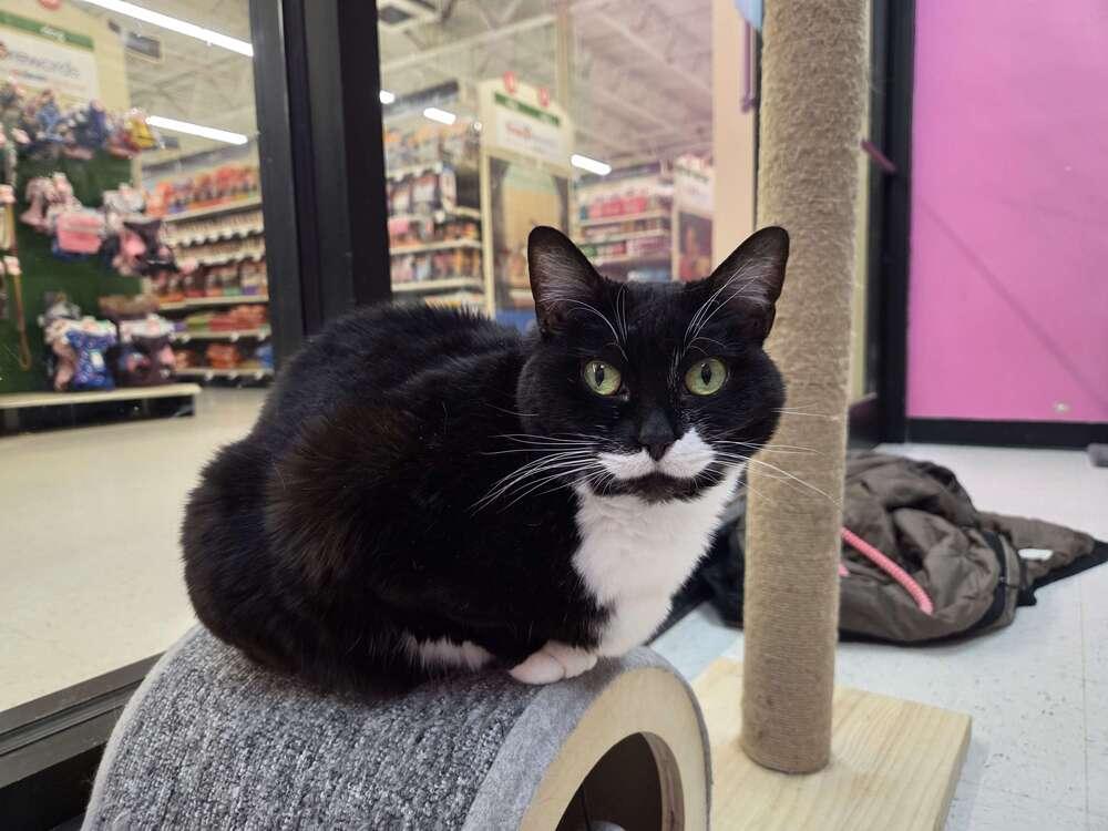 Enlarge Firefly, a Adoptable mixed breed in Grand Rapids, MI image 5/6