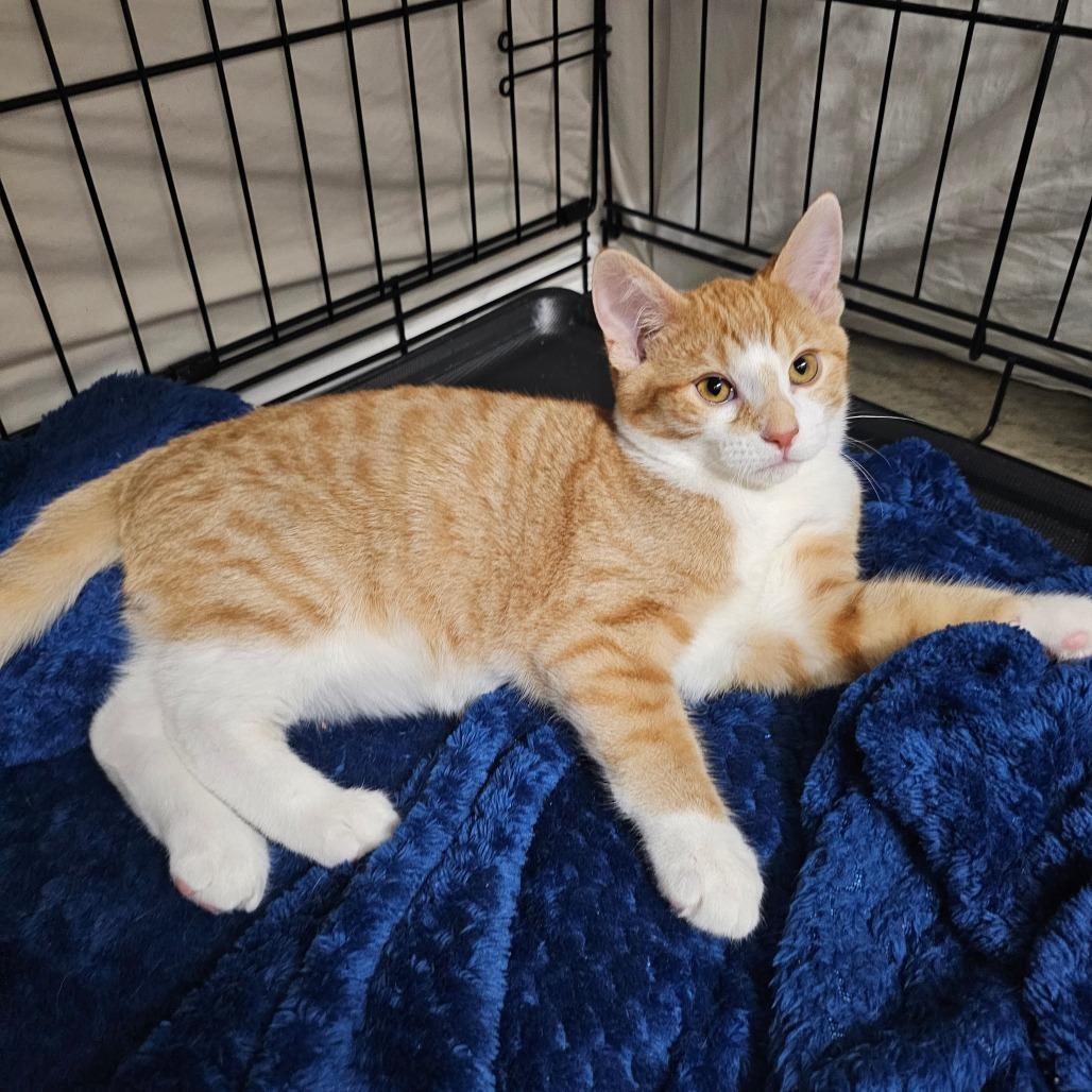 Enlarge Timmy, a Adoptable mixed breed in Bismarck, ND image 1/3