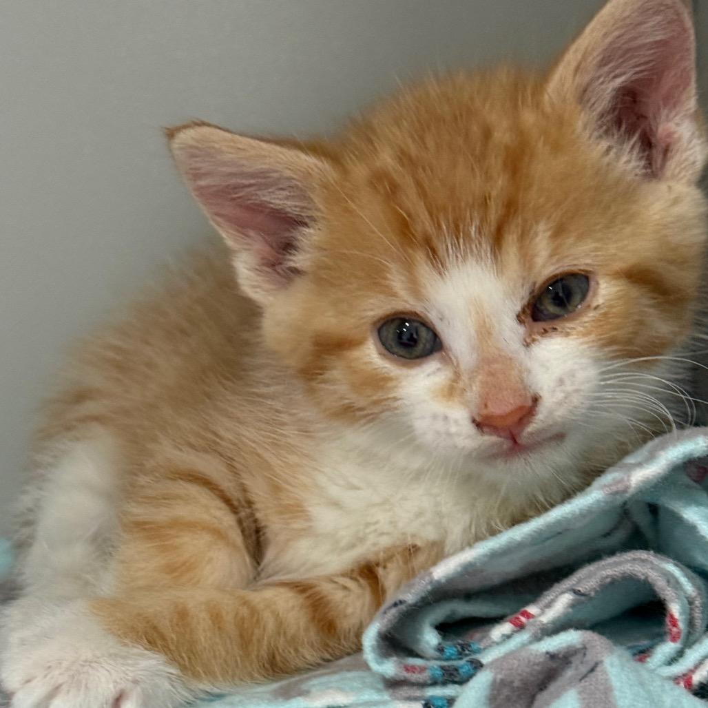 Enlarge Timmy, a Adoptable mixed breed in Bismarck, ND image 2/3