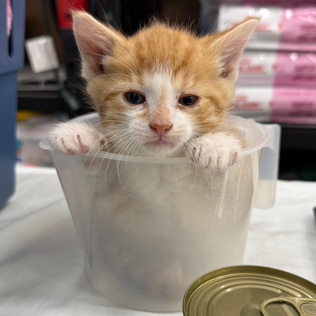 Enlarge Timmy, a Adoptable mixed breed in Bismarck, ND image 3/3