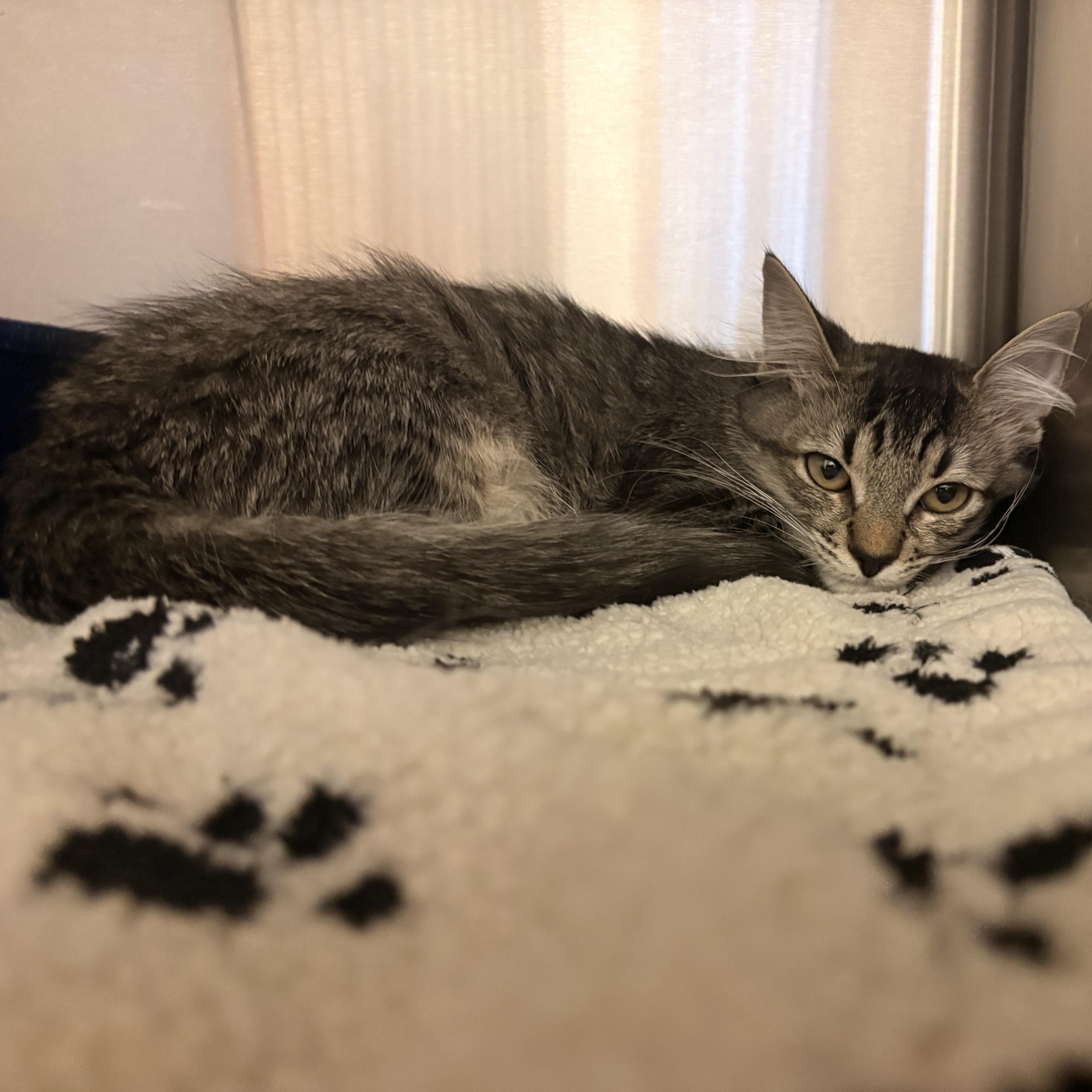Mochi, Adoptable, Kitten Female Domestic Medium Hair.
