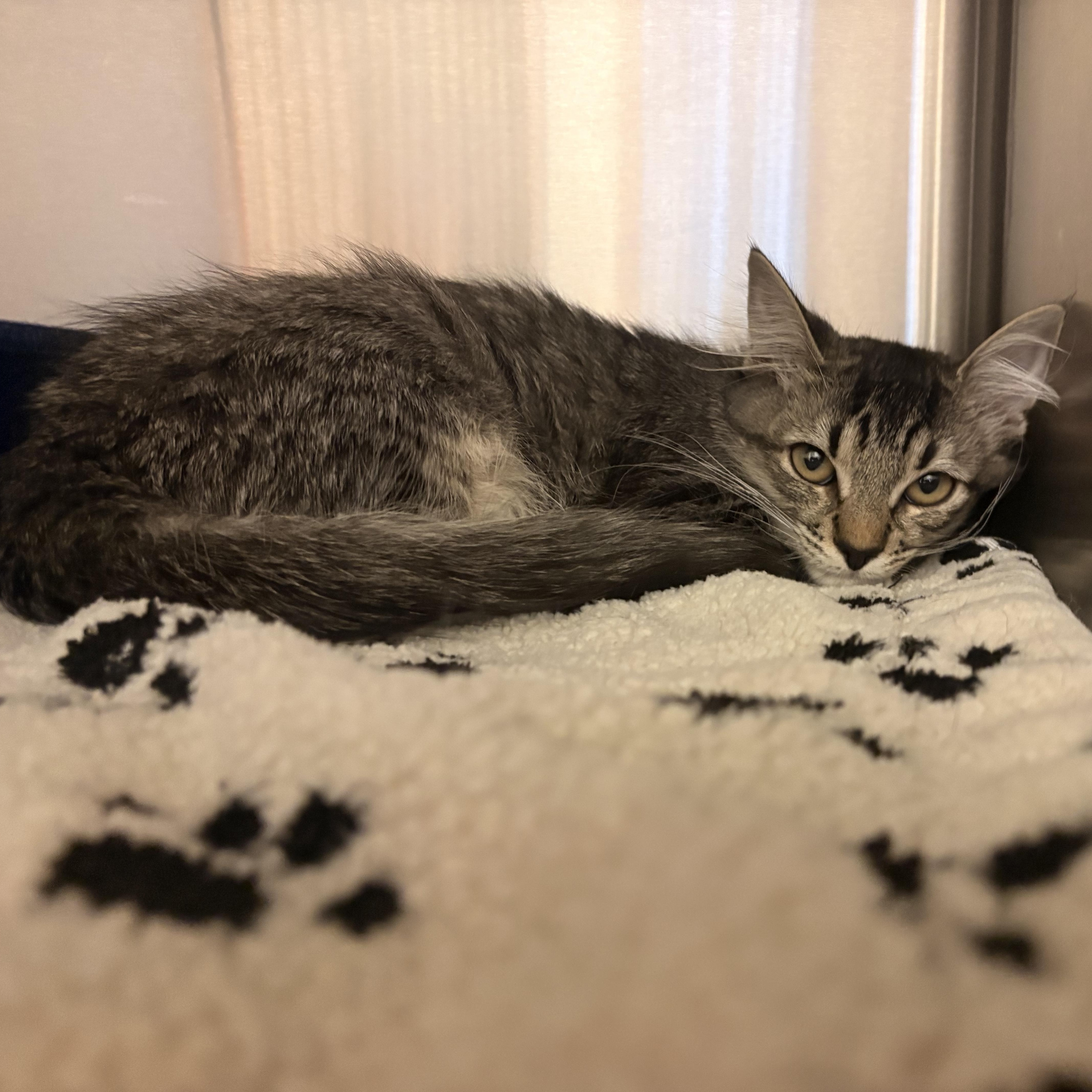 Enlarge Mochi, a Adoptable Domestic Medium Hair in Spokane, WA image 2/2