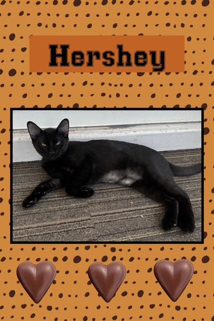 Hershey