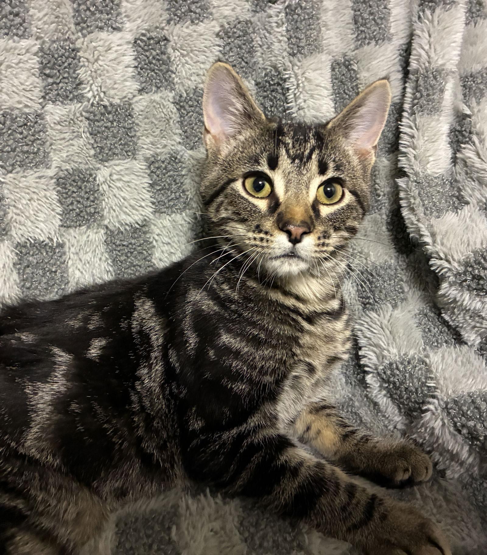 Phritz, Adopted, Kitten Male Domestic Short Hair & Tabby.