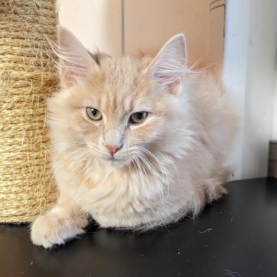 Enlarge Celestite "Celeste", an adopted Tabby in Knox, PA image 4/4