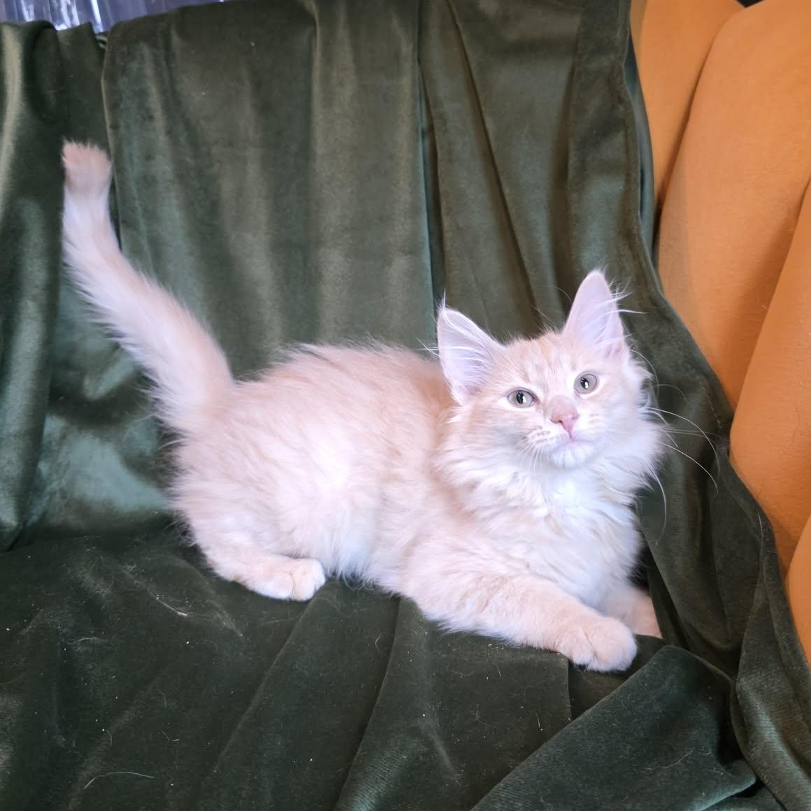 Enlarge Celestite "Celeste", an adopted Tabby in Knox, PA image 3/4