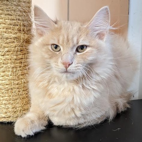 Enlarge Celestite "Celeste", an adopted Tabby in Knox, PA image 1/4