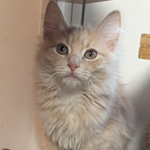 Enlarge Celestite "Celeste", an adopted Tabby in Knox, PA image 2/4