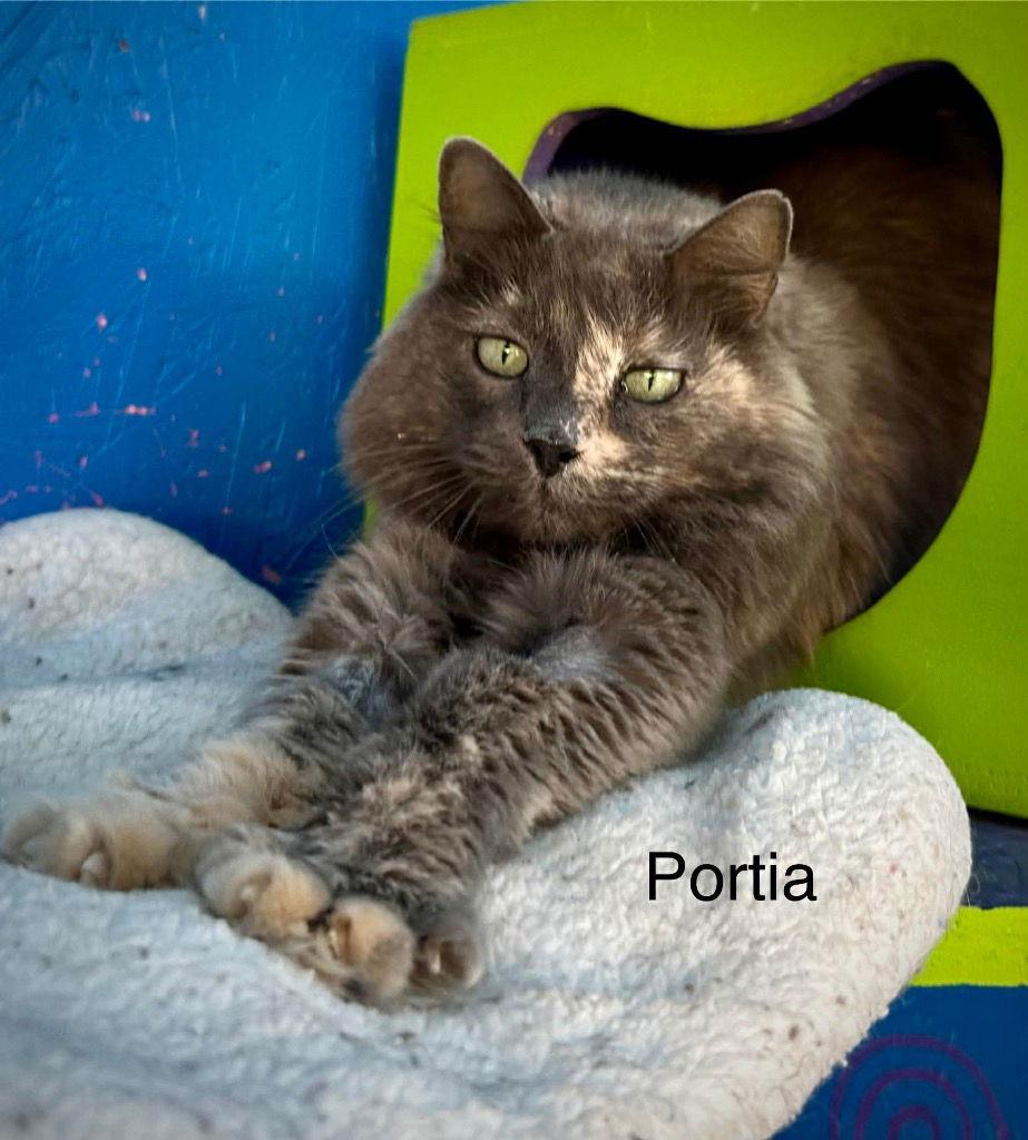 Portia, Adoptable, Adult Female Dilute Tortoiseshell & Domestic Long Hair.