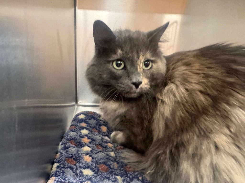 Enlarge Portia, a Adoptable mixed breed in Saint George, UT image 1/2