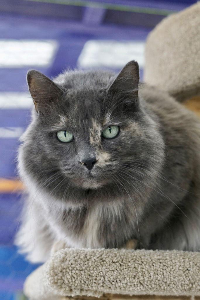 Enlarge Portia, a Adoptable mixed breed in Saint George, UT image 2/2