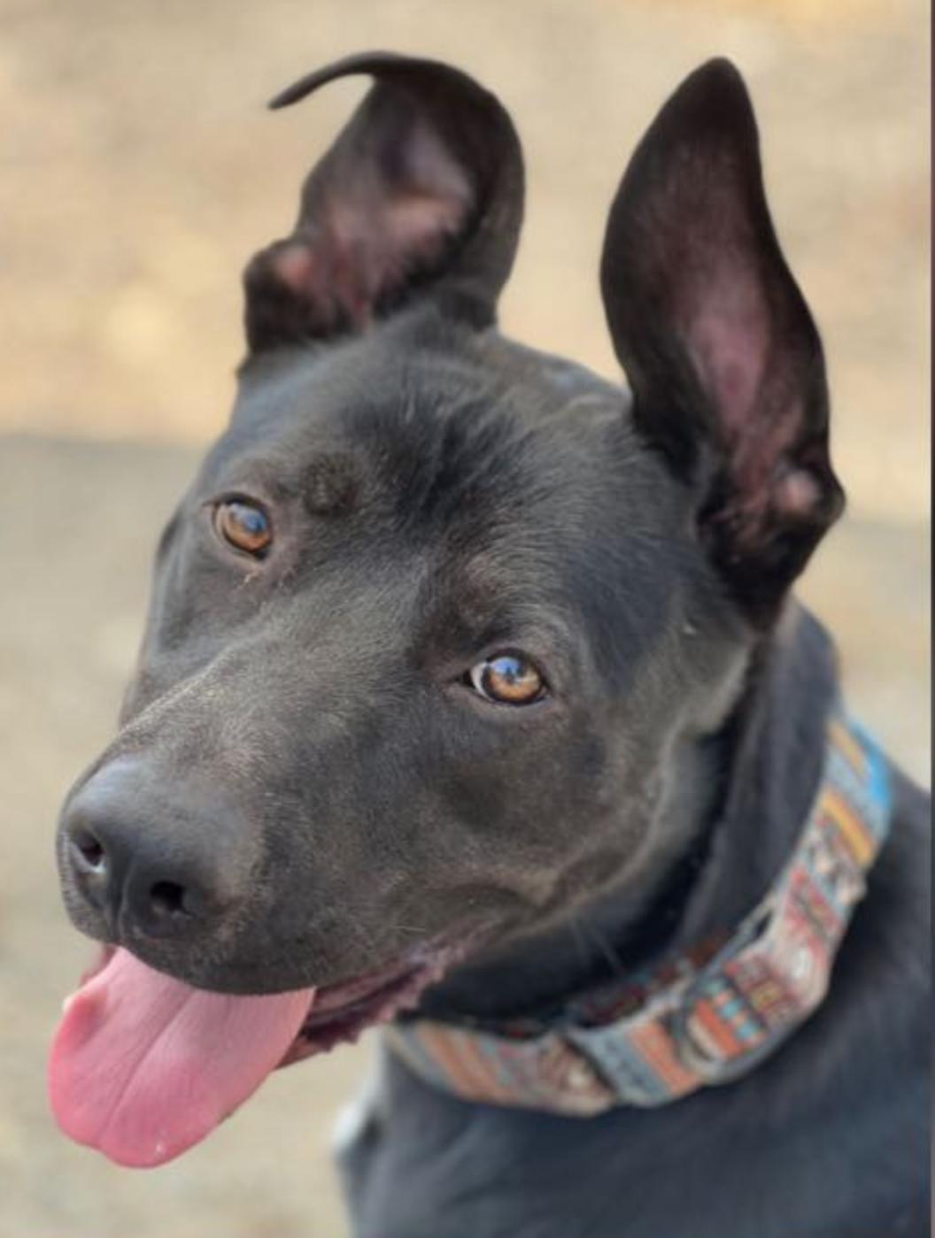 Enlarge Pepper, a Adoptable mixed breed in Newcastle, CA image 5/6