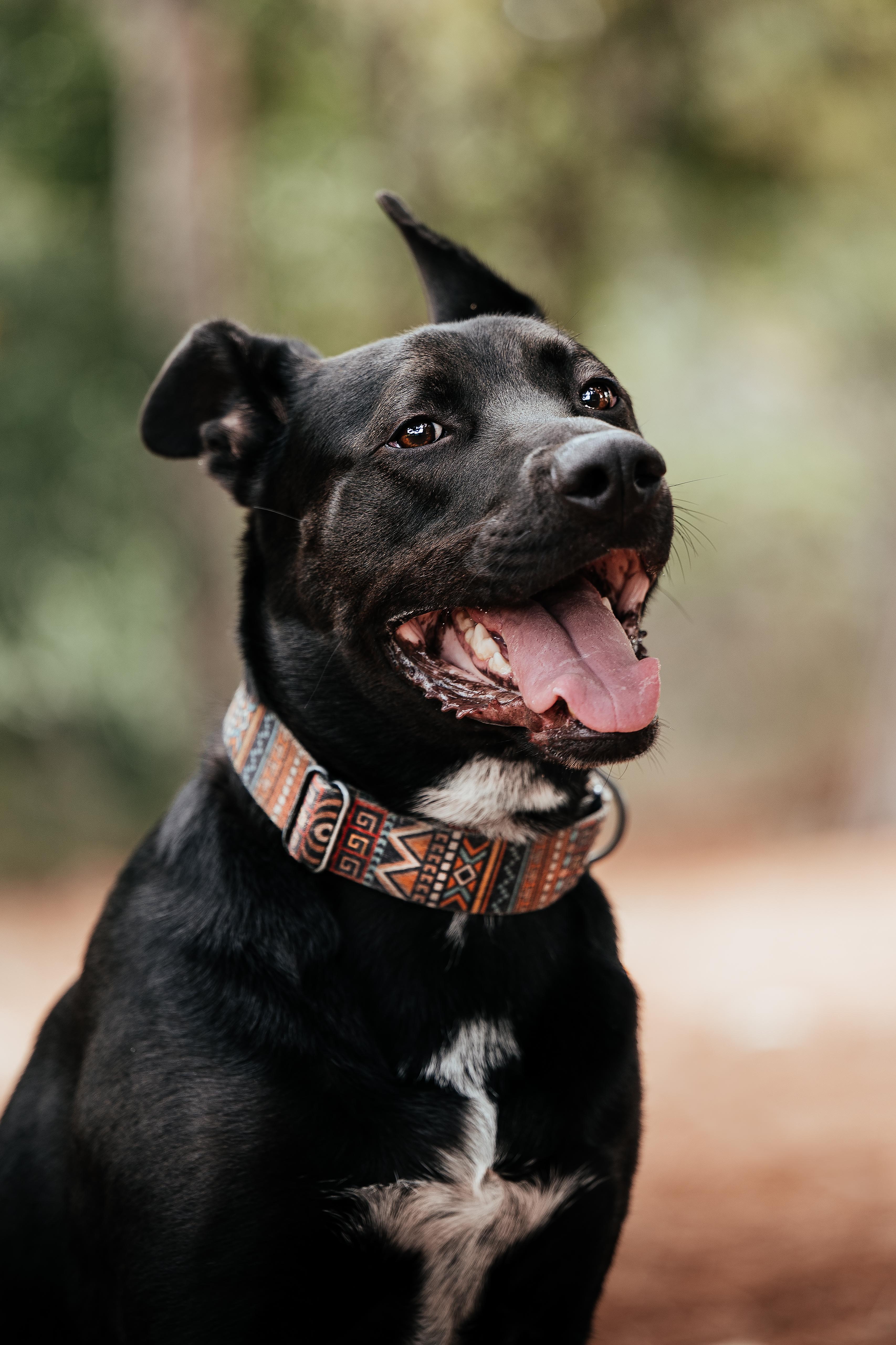 Enlarge Pepper, a Adoptable mixed breed in Newcastle, CA image 6/6