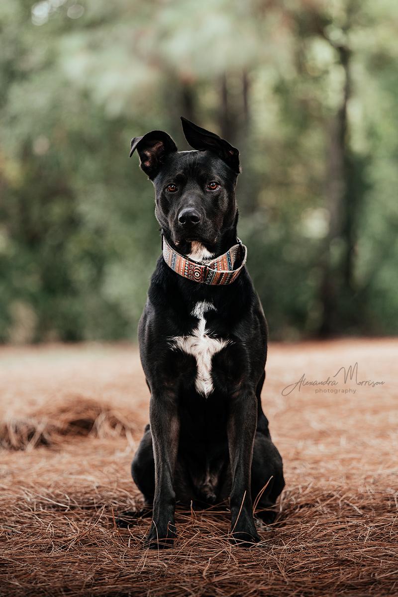 Enlarge Pepper, a Adoptable mixed breed in Newcastle, CA image 1/6