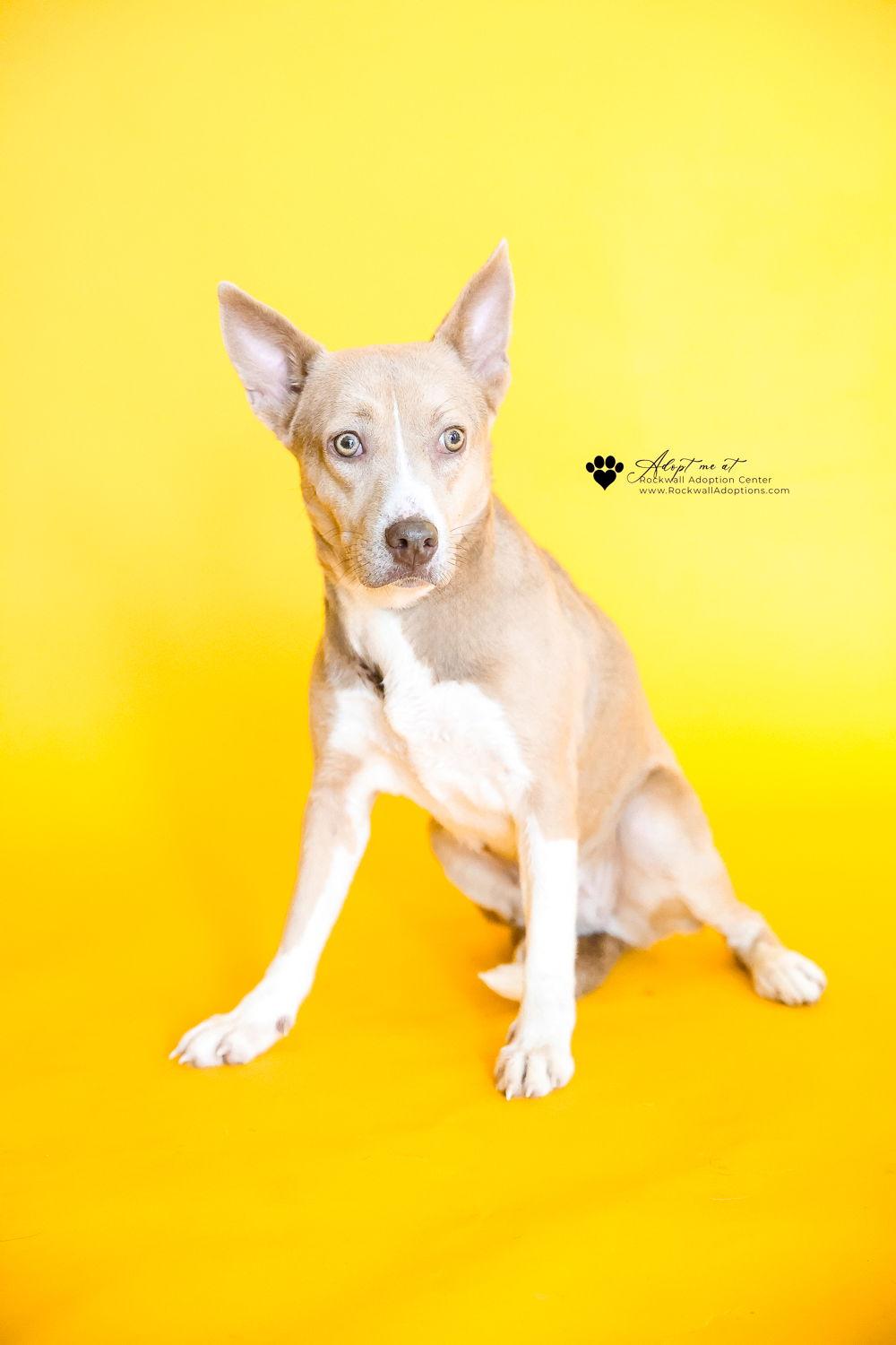 Penny, Adoptable, Young Female Husky & Shepherd.
