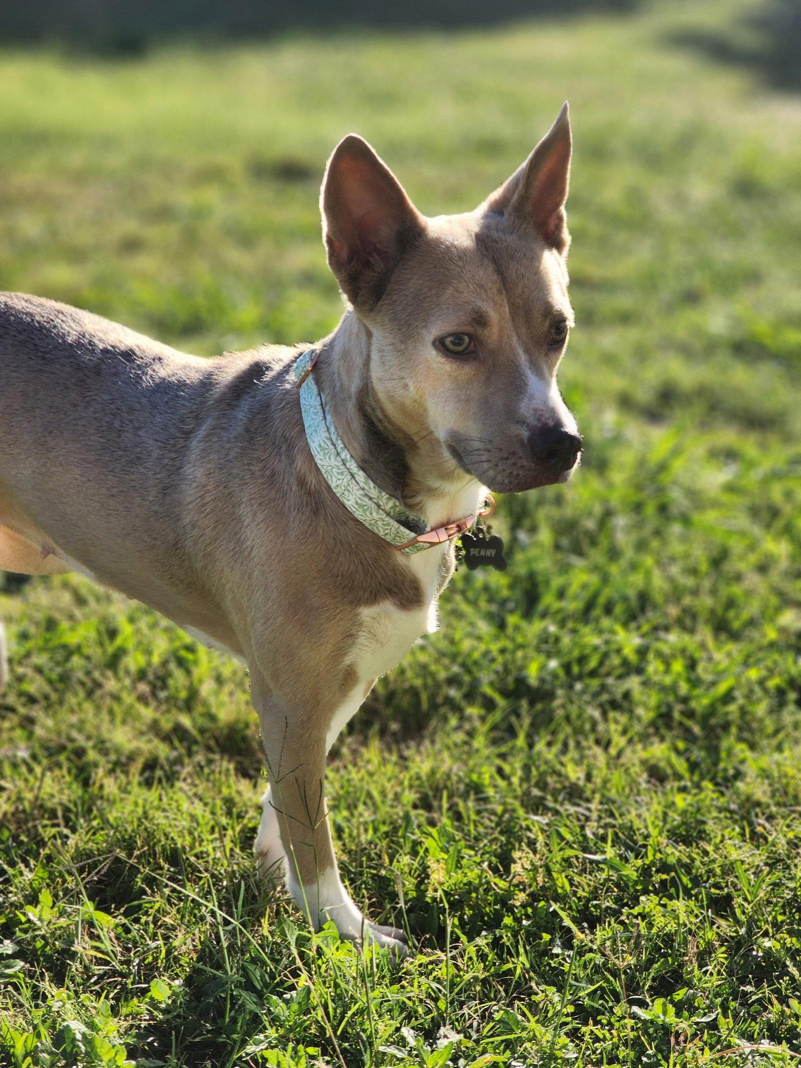 Penny, Adoptable, Young Female Husky & Shepherd.