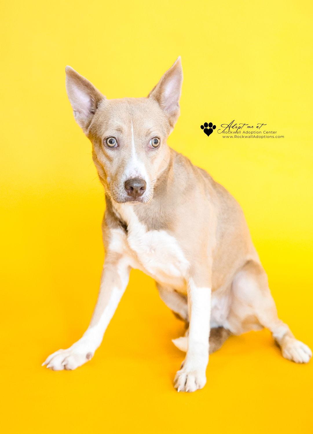 Penny, a Adoptable mixed breed in McKinney, TX image 2/3