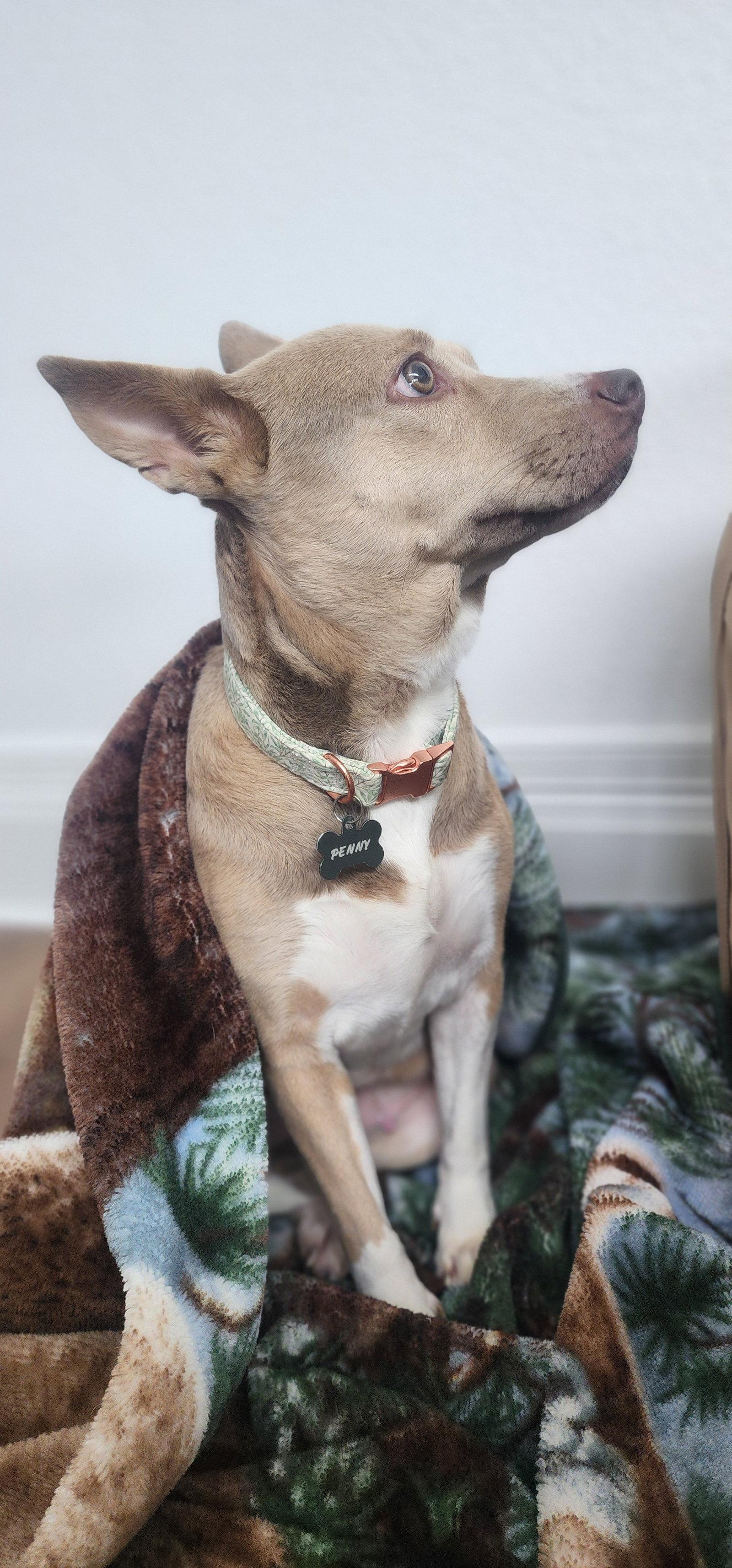 Enlarge Penny, a Adoptable mixed breed in McKinney, TX image 3/3