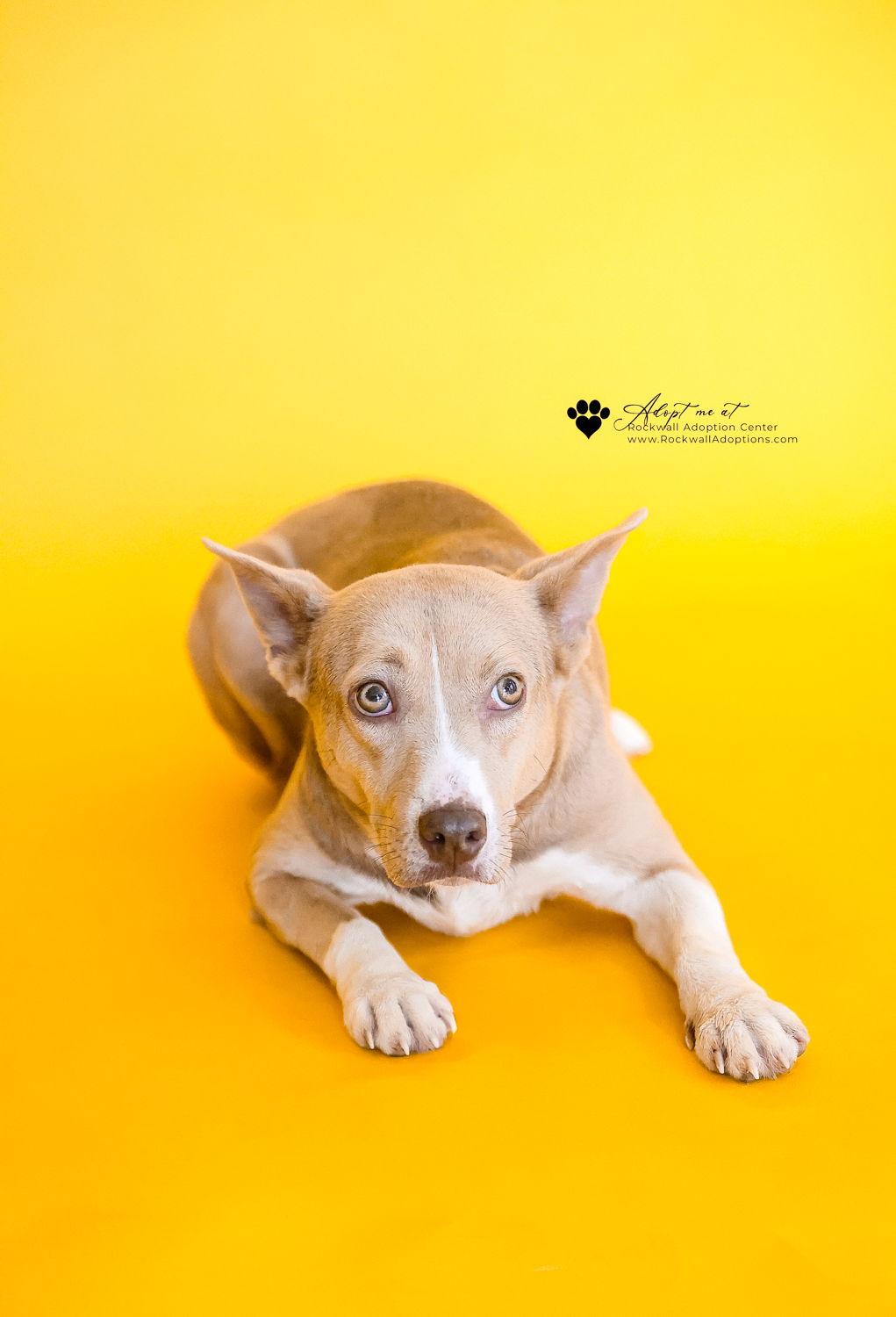 Penny, a Adoptable mixed breed in McKinney, TX image 3/3