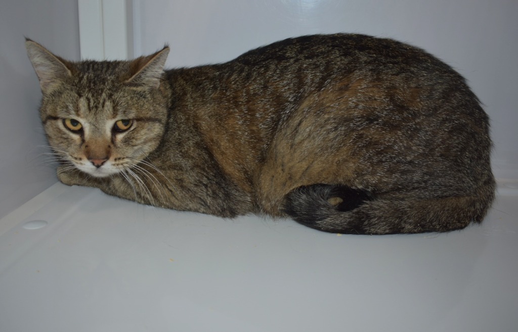 Fresca, an adoptable Domestic Short Hair in Peoria, AZ, 85345 | Photo Image 2