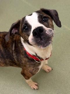 Enlarge Aspen, a ADOPTABLE Mixed Breed in Ionia, MI image 1/6