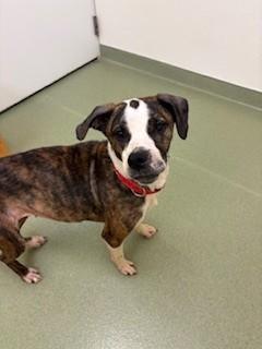 Enlarge Aspen, a ADOPTABLE Mixed Breed in Ionia, MI image 5/6