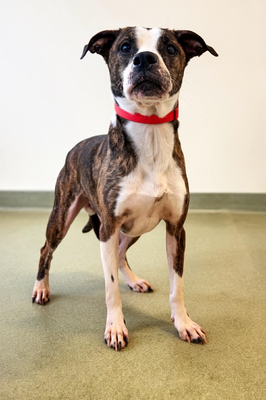 Enlarge Aspen, a ADOPTABLE Mixed Breed in Ionia, MI image 2/6