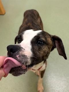 Enlarge Aspen, a ADOPTABLE Mixed Breed in Ionia, MI image 3/6