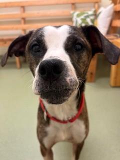 Enlarge Aspen, a ADOPTABLE Mixed Breed in Ionia, MI image 4/6