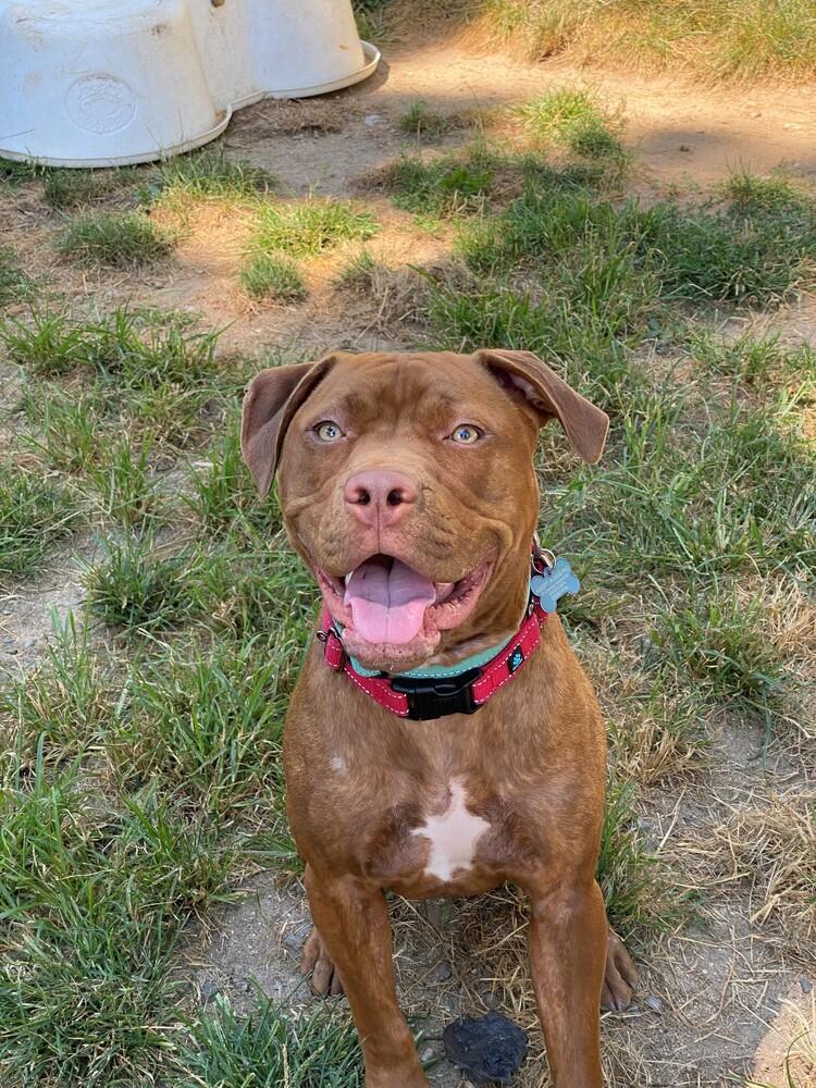 Linus - 22061, Adopted, Young Male Pit Bull Terrier.