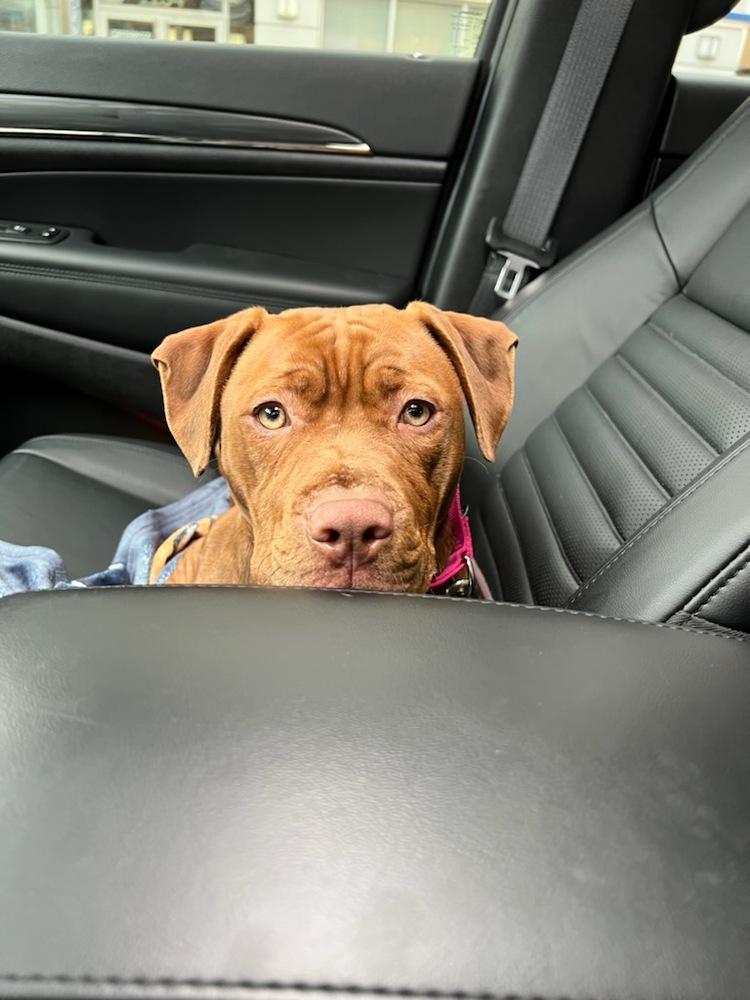 Linus - 22061, Adopted, Young Male Pit Bull Terrier.