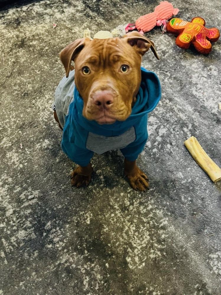 Linus - 22061, Adopted, Young Male Pit Bull Terrier.