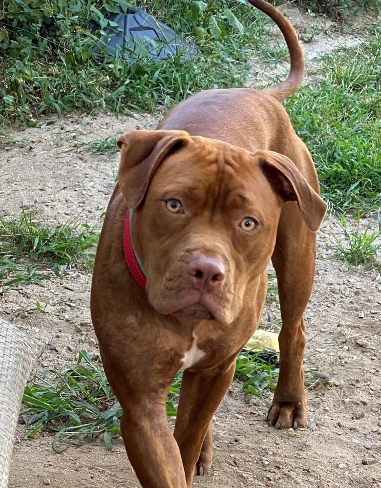 Enlarge Linus - 22061, a Adopted mixed breed in Armonk, NY image 2/3