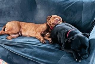 Linus - 22061, Adopted, Young Male Pit Bull Terrier.