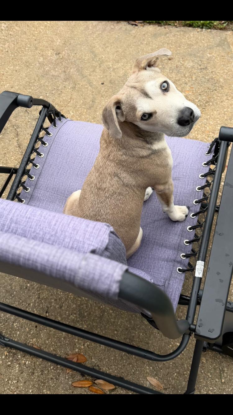 Enlarge Sebastian, an adoptable mixed breed in Pensacola, FL image 2/4