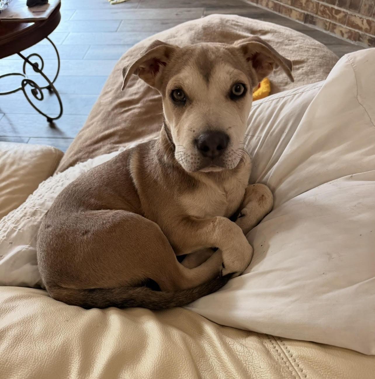 Enlarge Sebastian, an adoptable mixed breed in Pensacola, FL image 1/5