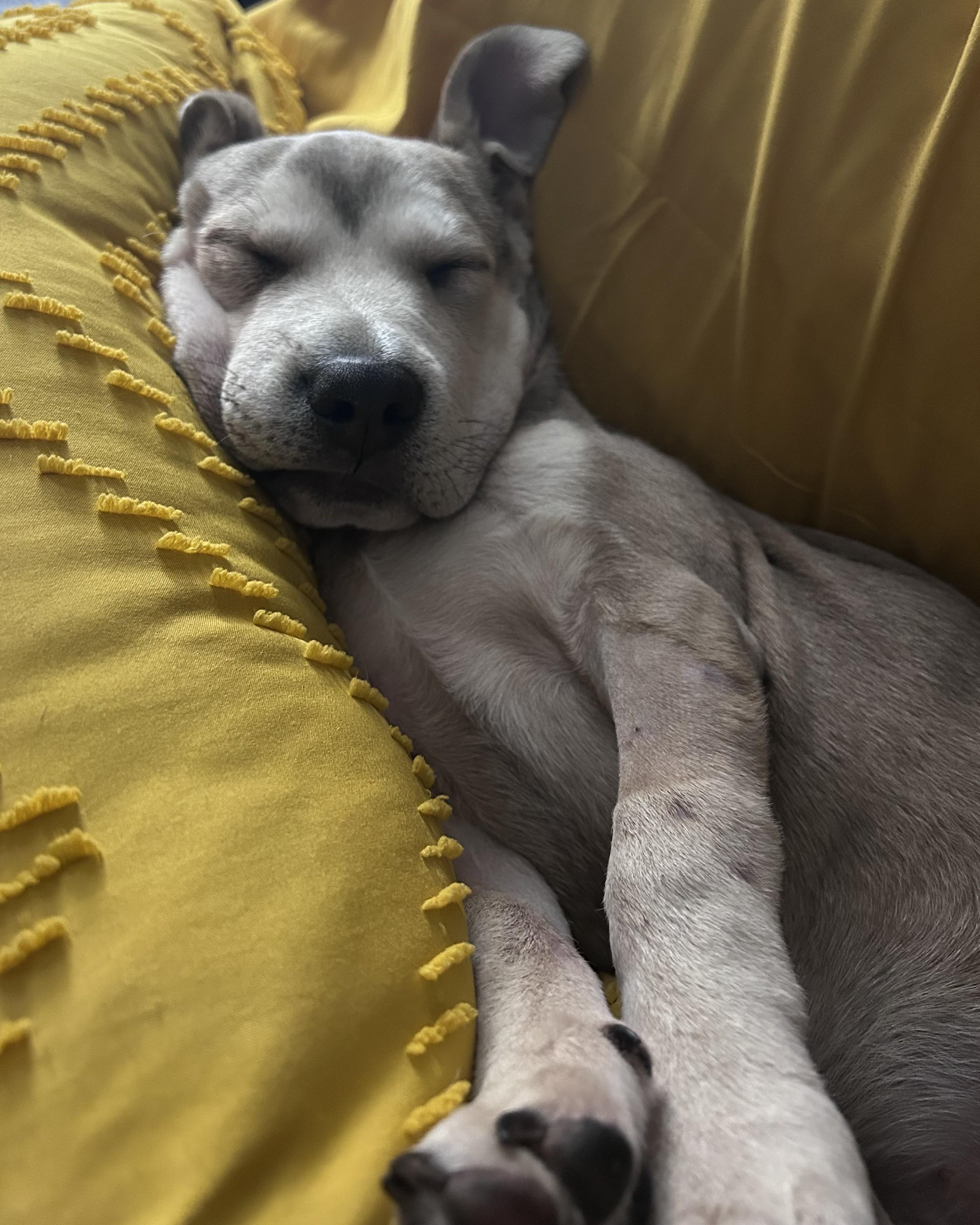 Enlarge Sebastian, an adoptable mixed breed in Pensacola, FL image 3/5